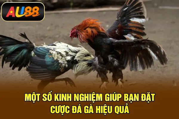 Đá Gà AU88 – Trải Nghiệm Theo Dõi Và Dự Đoán Kịch Tính Một số kinh nghiệm giúp bạn đặt cược đá gà hiệu quả