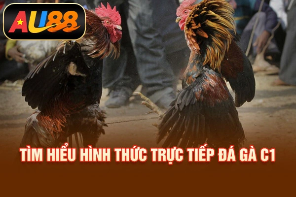 Trực Tiếp Đá Gà C1 Là Gì? Cách Chơi, Đặt Cược Đúng Tìm hiểu hình thức trực tiếp đá gà C1